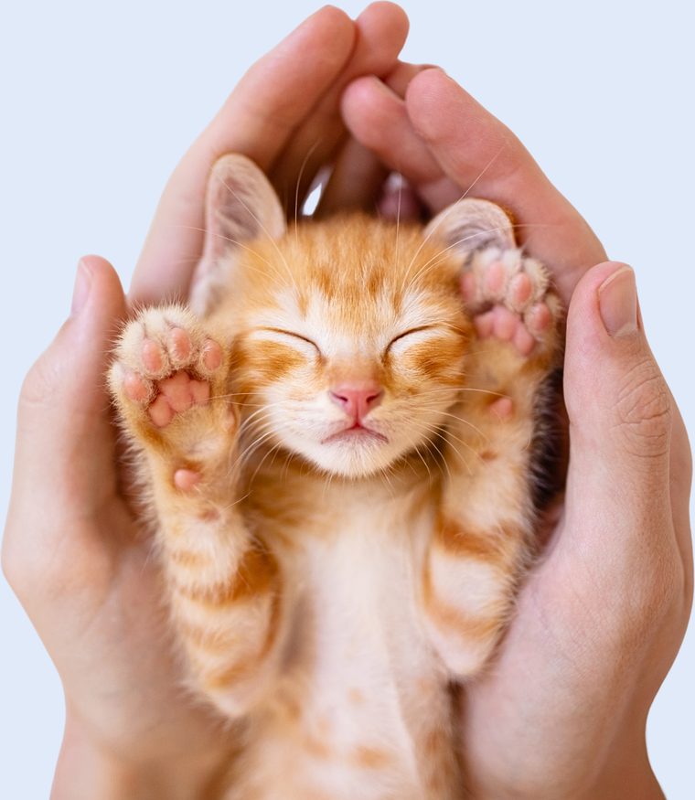Veterinary hands gently cradling a kitten