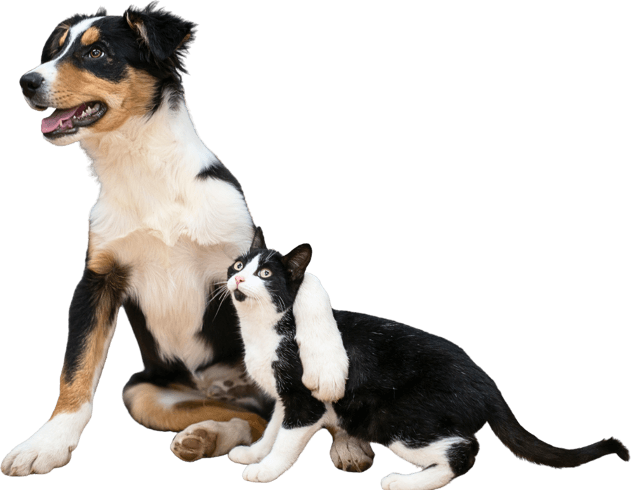 An Australian shepherd dog sitting beside a tuxedo cat